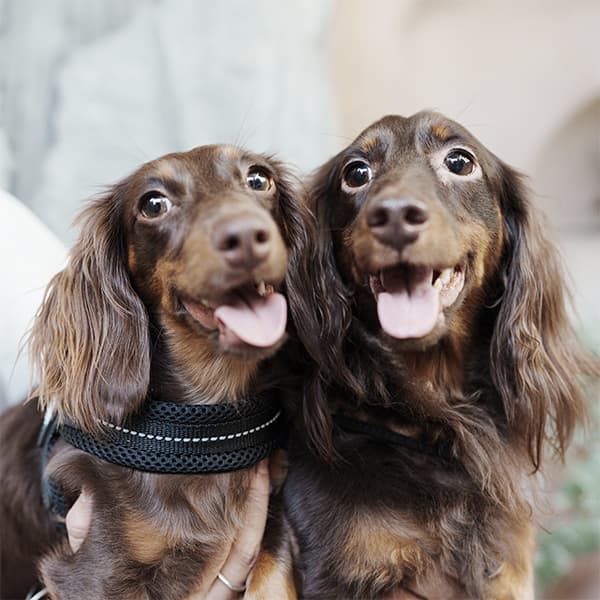 ぼぶ＆まーりー